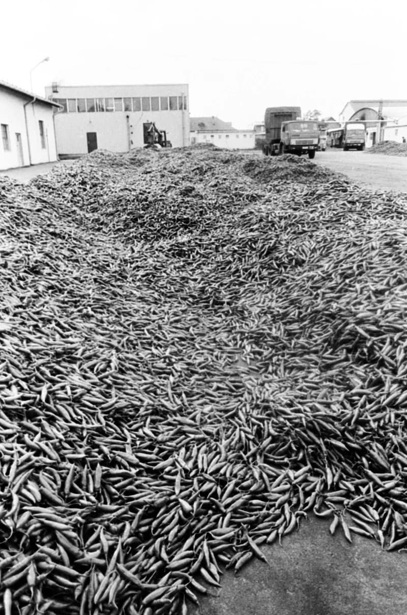 Vitamin Paprikagyár