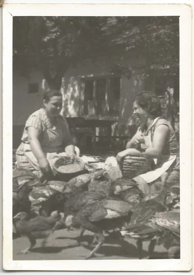 Pulykaetetés a tanyán