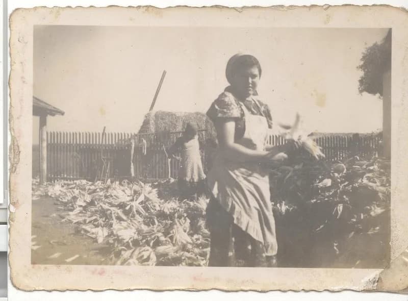 Rövid Rózsa kukoricafosztáskor