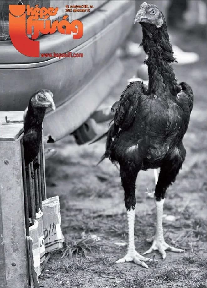 Képes Ifjúság, 68. évf. 2012. december 12. 2683. sz.