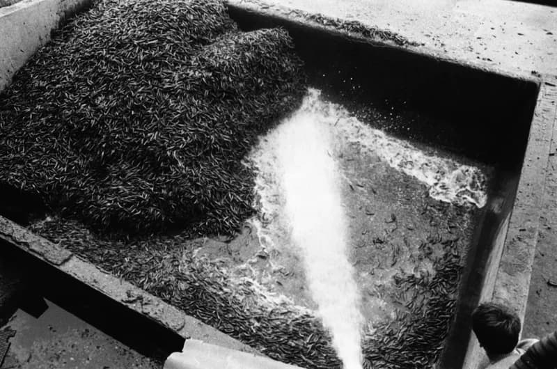 Vitamin Paprikagyár