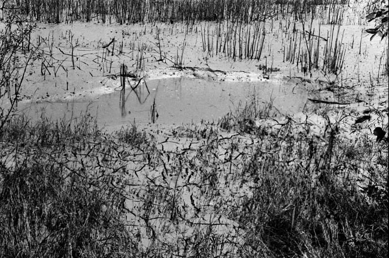 Gyurkovics Hunor és a Pelikán lányok