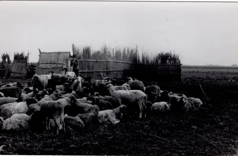 Német György juhász a nyájjal a szárnyéknál