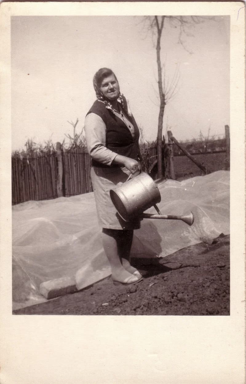 Palántáságy locsolása