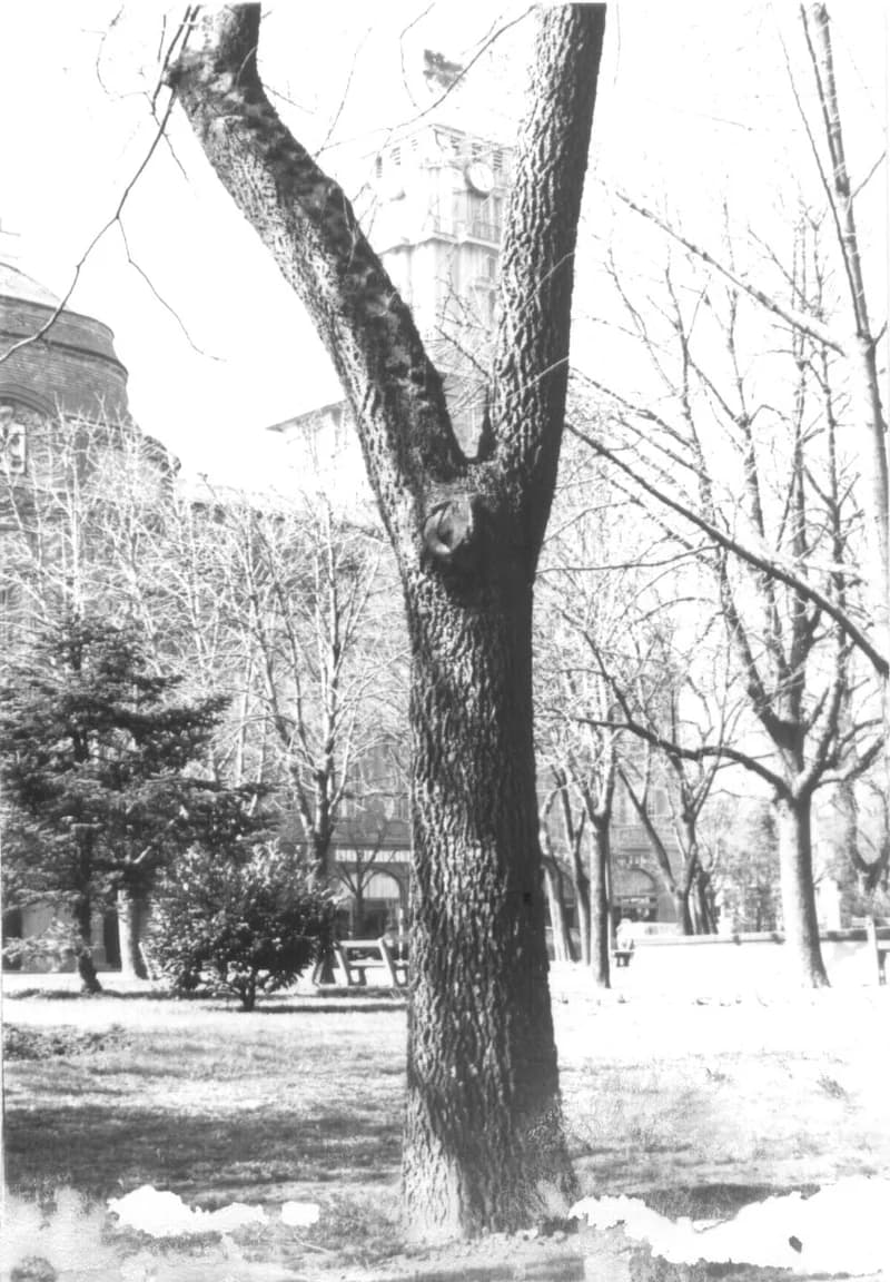 A zentai park az 1970-es években