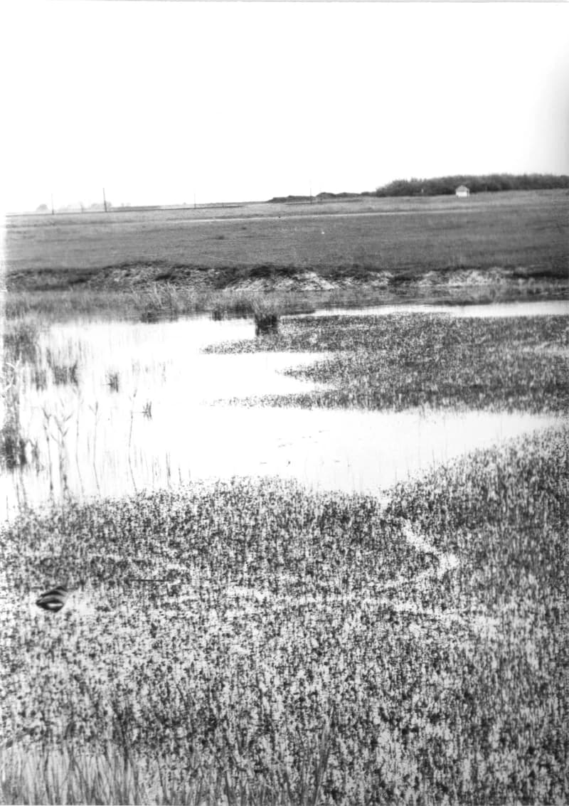 Birkaól és gémeskút Zenta környékén