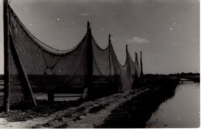 Az écskai halgazdaság - száradó hálók