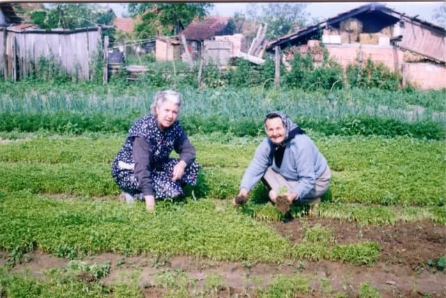 Paprika palántaszedés 3.