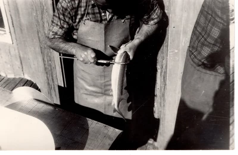 Halászszövetségi tevékenység -  kecsegemérés