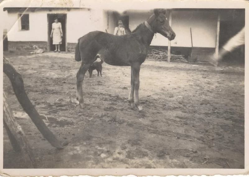 Csikó a tanyaudvaron