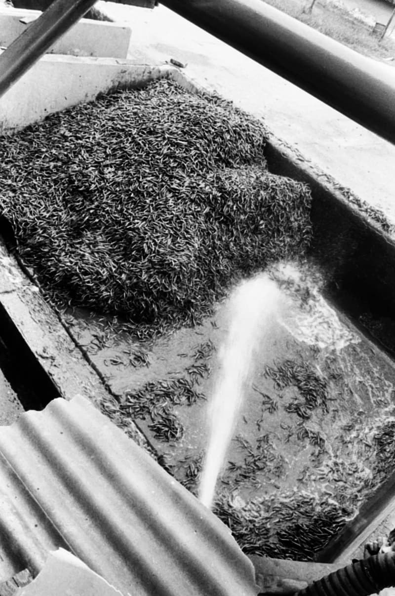 Vitamin Paprikagyár