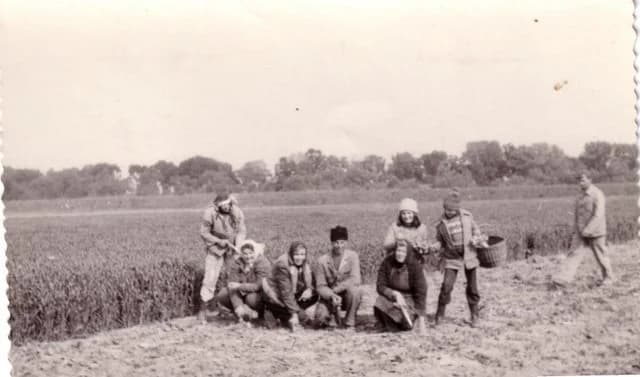 Dohánypalánta ültetés