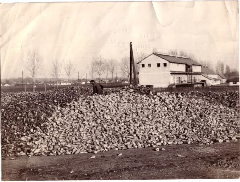 Cukorrépa a paprikamalomban