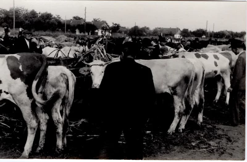 Marhavásár a vasút mellett