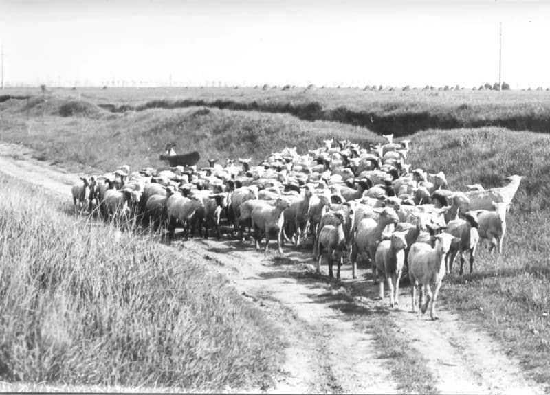 Legelő birkanyáj a Zenta-Felsőhegy közötti útszéli keresztfánál 
