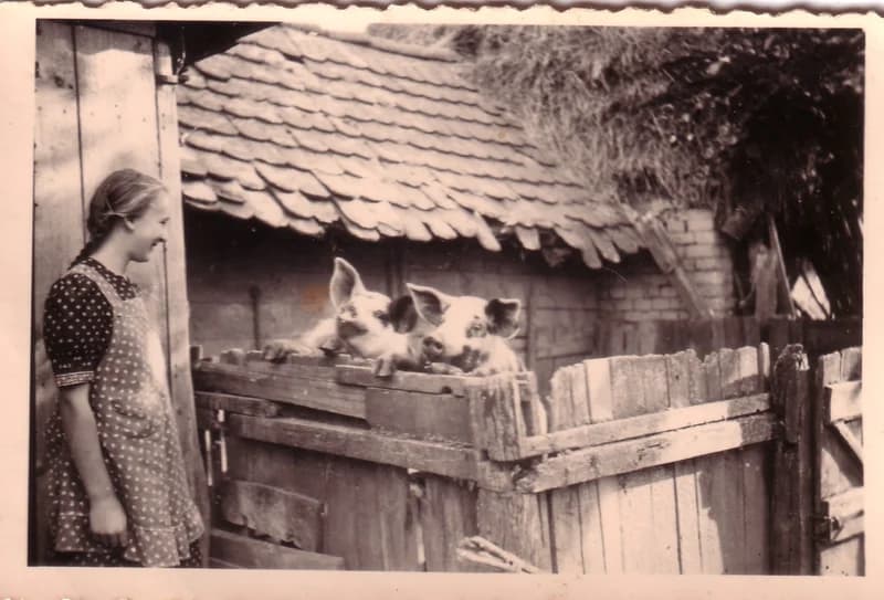 Lányka a malacoknál