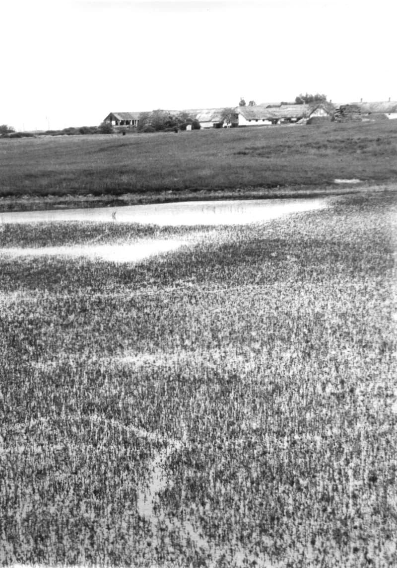 Birkaól és gémeskút Zenta környékén