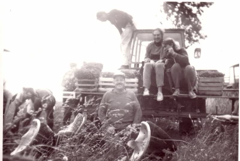 Traktoros palántálás