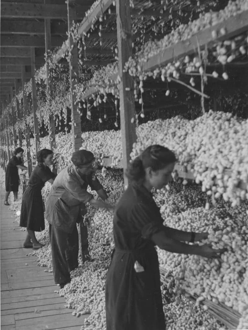 Selyemgubókkal dolgozó munkások