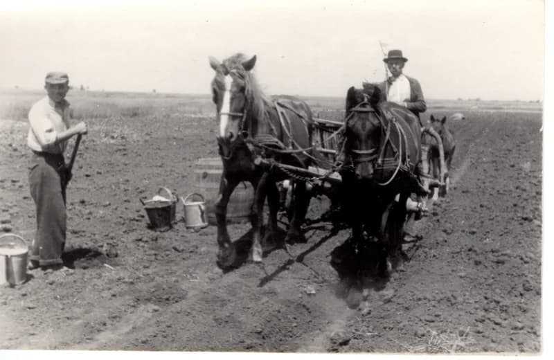 Paprikaültetés  - locsolás