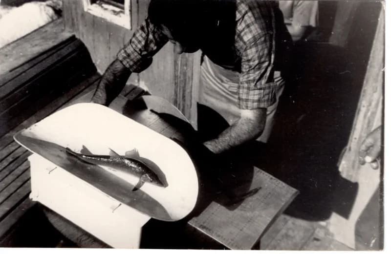 Halászszövetségi tevékenység -  kecsegemérés