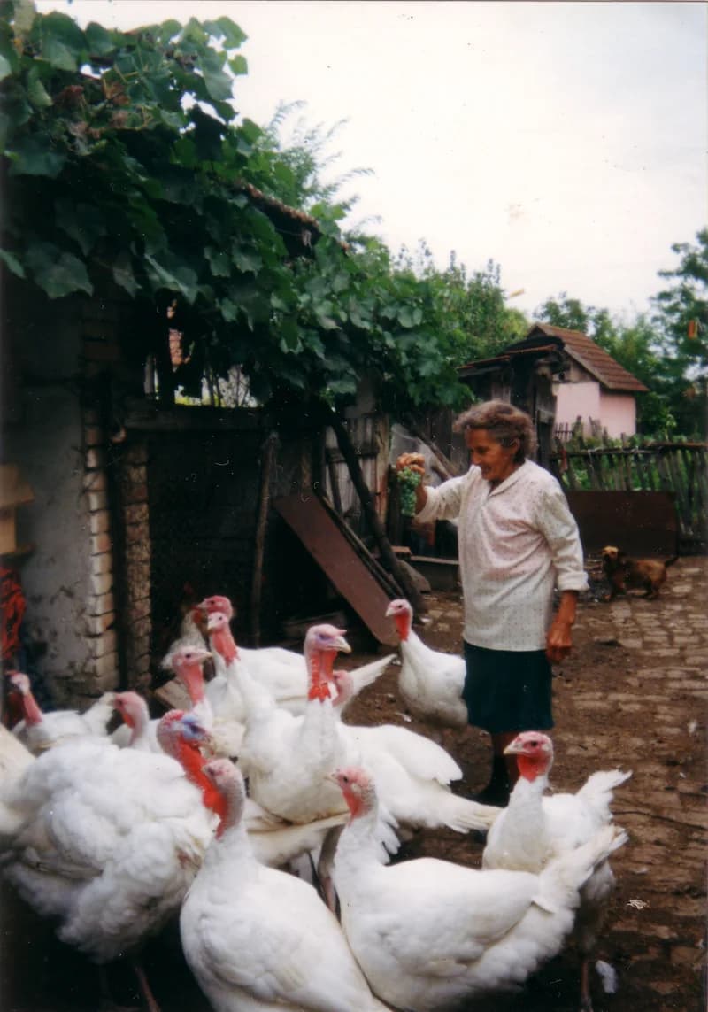 Söreg Margit pulykákkal