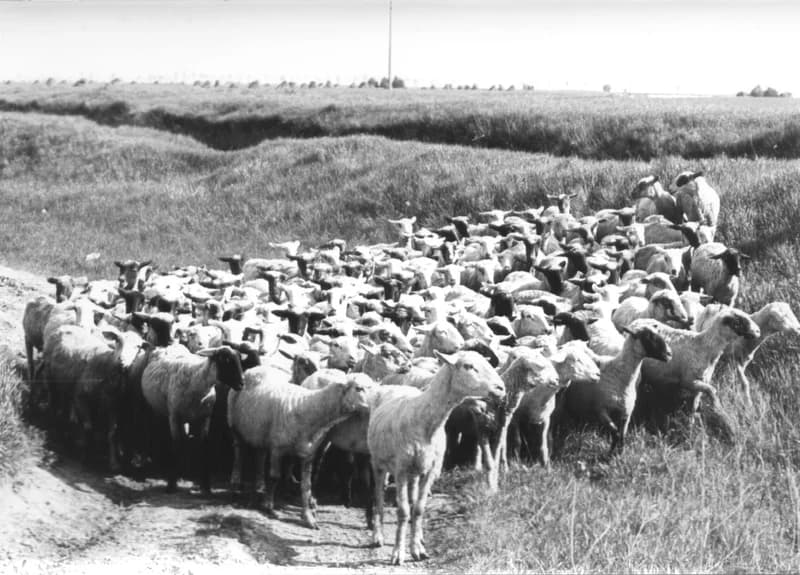 Legelő birkanyáj a Zenta-Felsőhegy közötti útszéli keresztfánál 