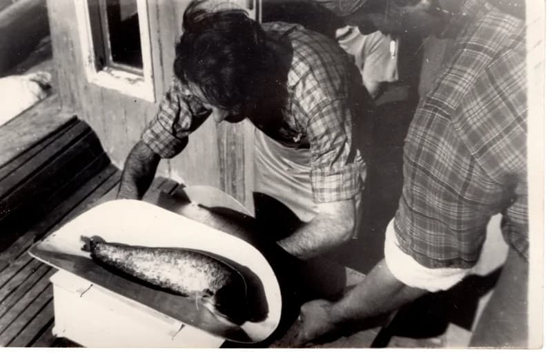 Halászszövetségi tevékenység -  harcsamérés