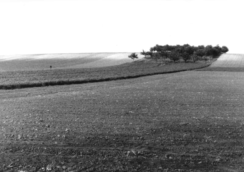 Szántóföldek a zentai határban