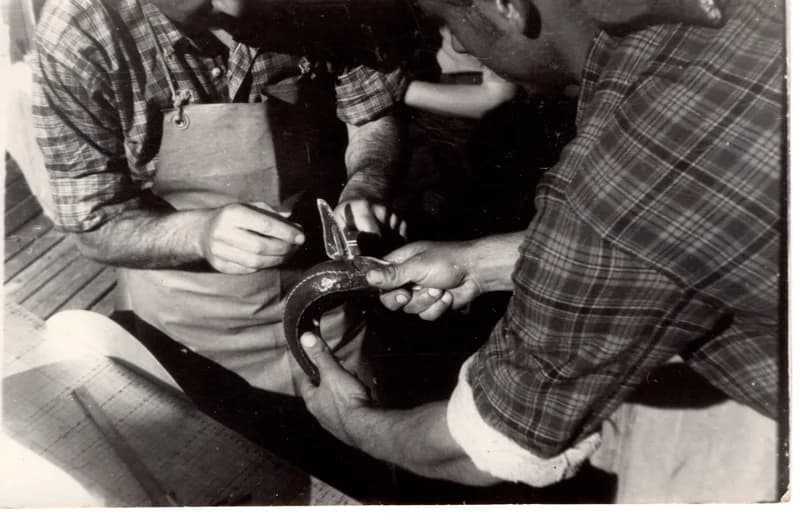 Halászszövetségi tevékenység -  kecsegemérés