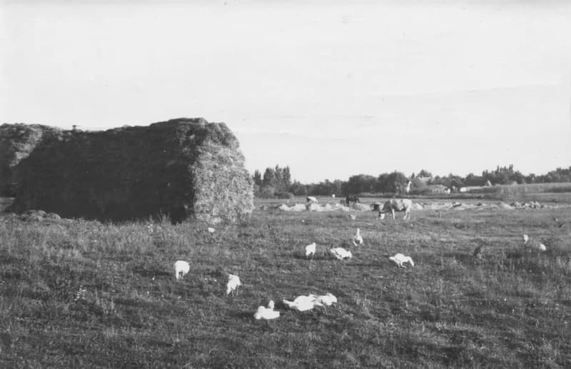 A nyugati birkaistáló körül