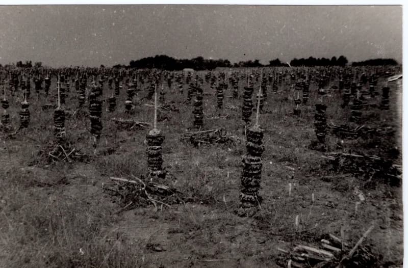 Napraforgó-szárítás