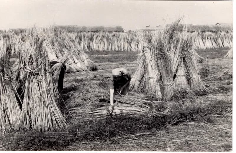 A kender kévébe kötése