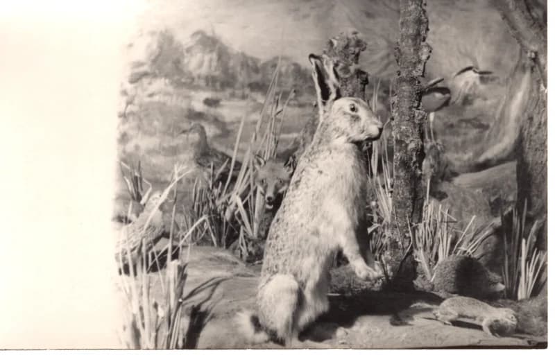 A Tisza mente élővilága - tárlatrész