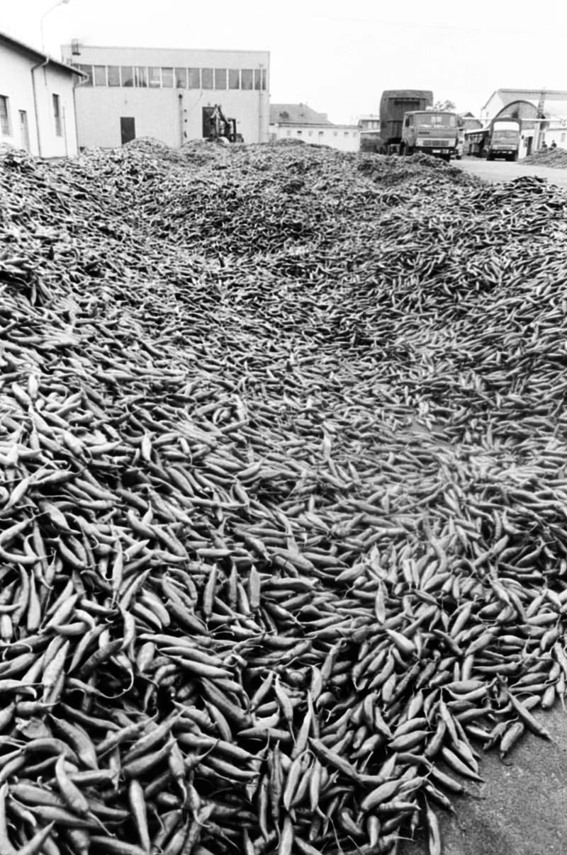 Vitamin Paprikagyár