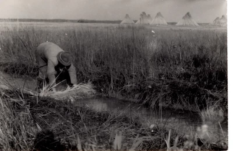 Az écskai halgazdaság - ívóhely