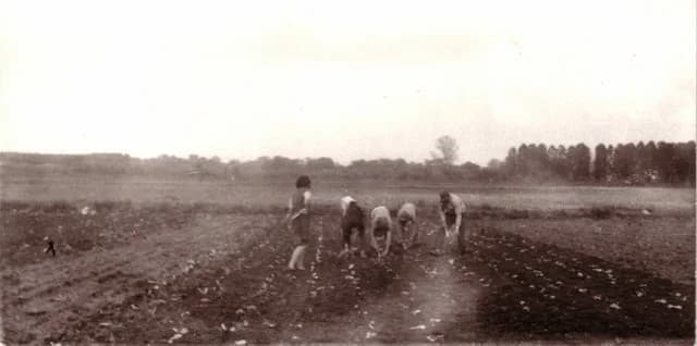 Dohánypalánta ültetés