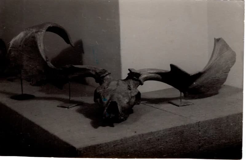 Jávorszarvas agancsa