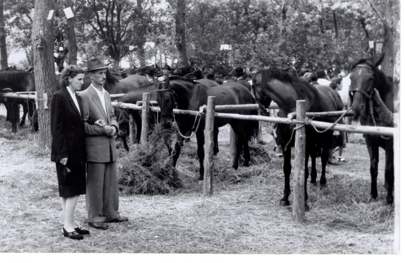 Ünnepi kiállítás - díjnyertes állatok