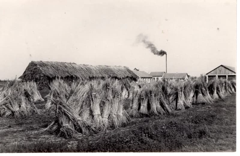 Kenderkévék kazalban