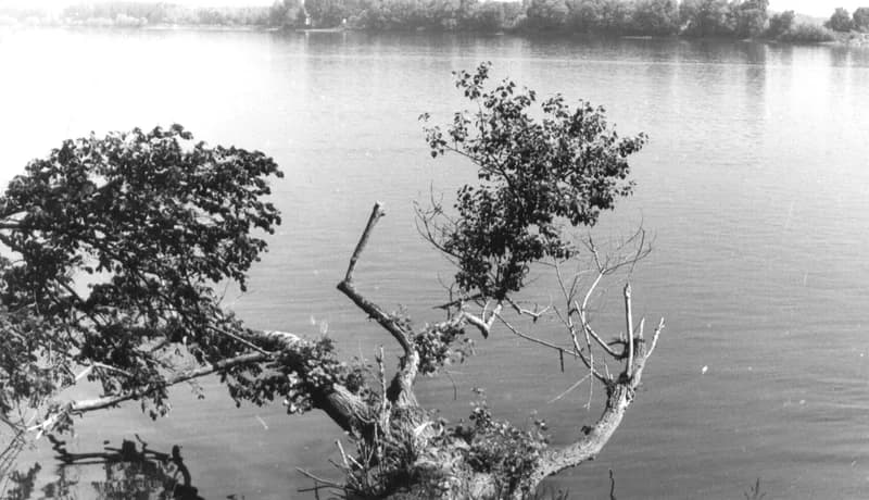 A gombosi hídnál a Tisza
