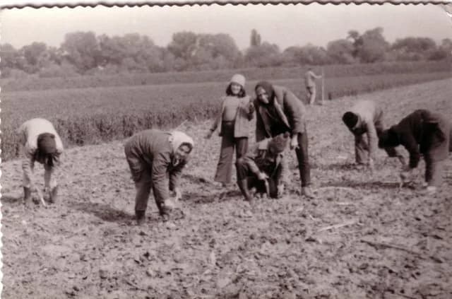 Dohánypalánta ültetés