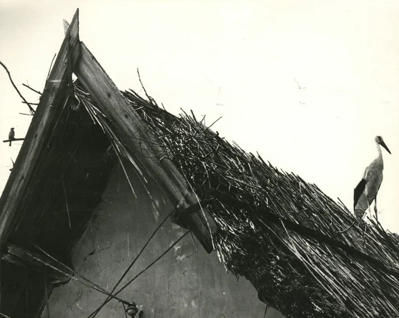 Gólya a nádfedeles házon