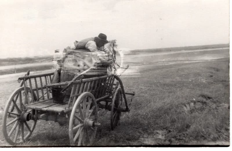 Paprikaültetés - vízhordás