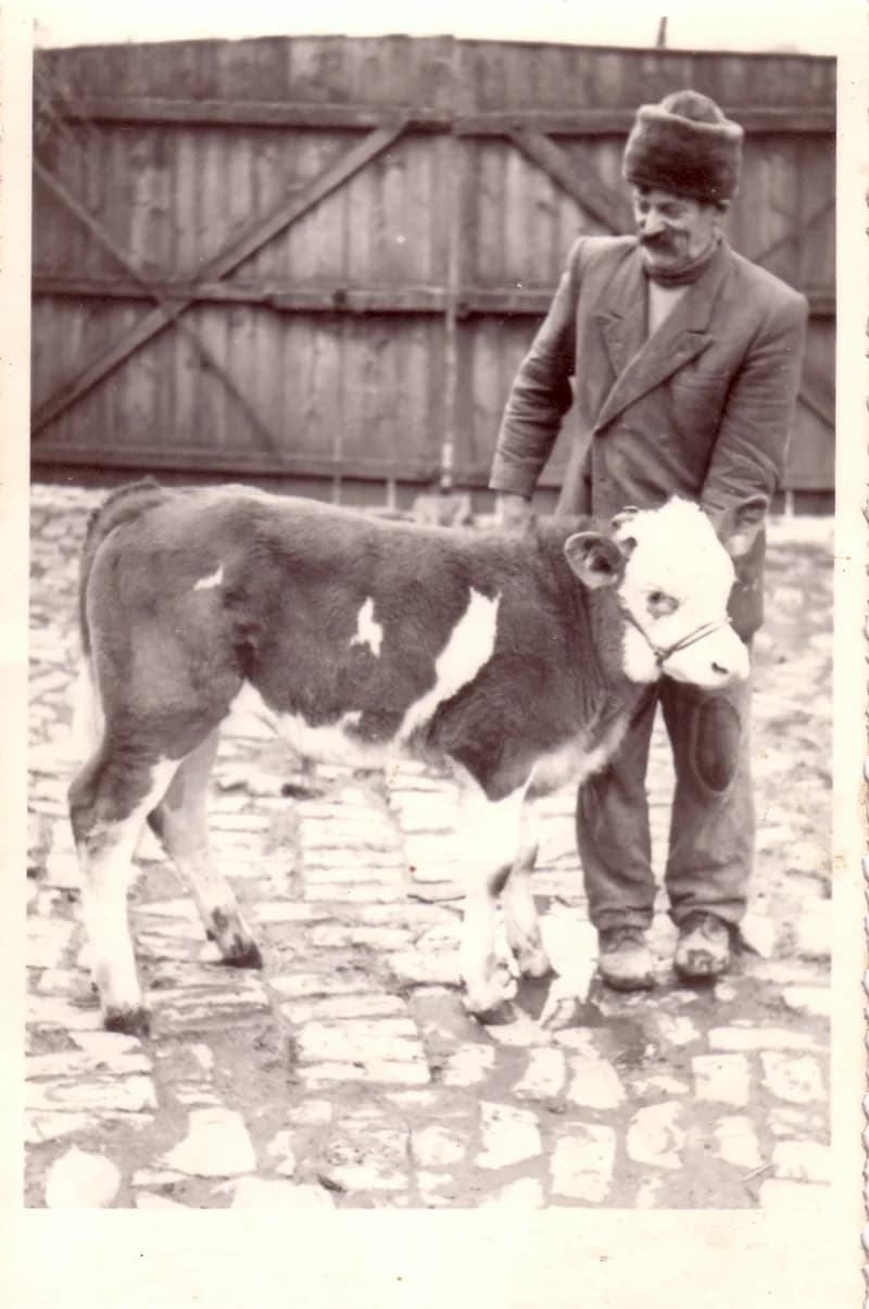 Nyári Ferenc kisborjúval