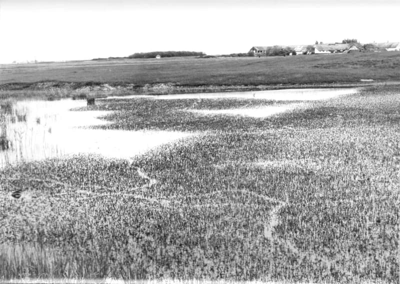 Birkaól és gémeskút Zenta környékén