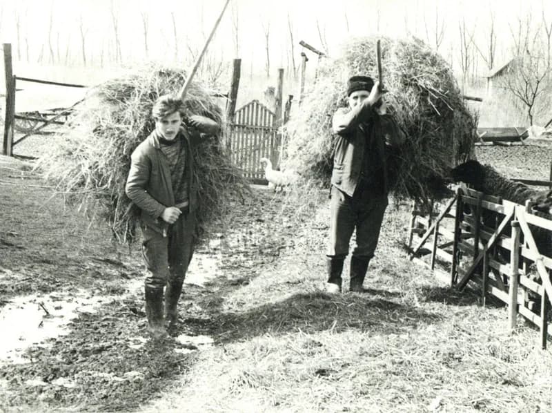 Munka a juhok körül