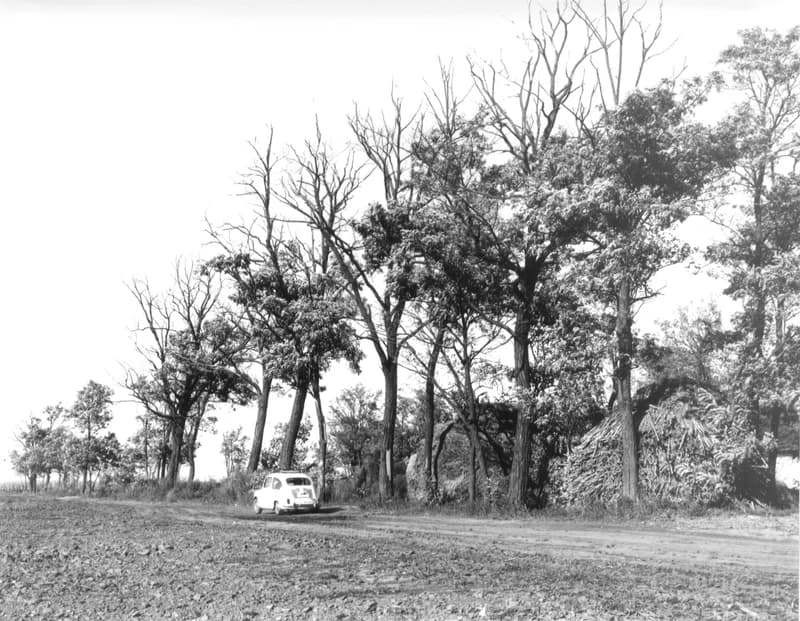 Szántóföldek a zentai határban