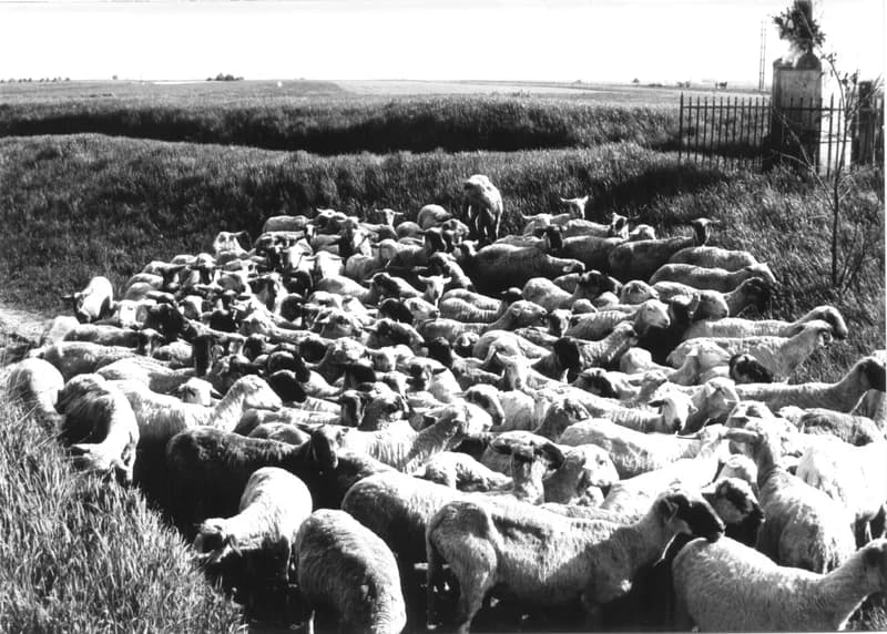 Legelő birkanyáj a Zenta-Felsőhegy közötti útszéli keresztfánál 