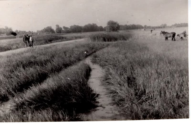 Az écskai halgazdaság - ívóhely